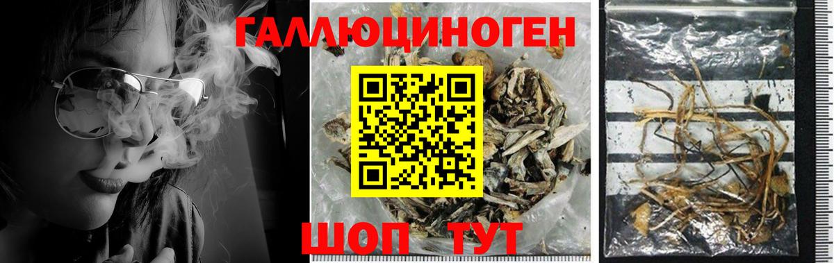 Сосновоборск  Галлюциногенные грибы Psilocybine cubensis  Вход с VPN 